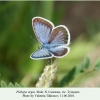 plebejus argus tyrnauz male 1